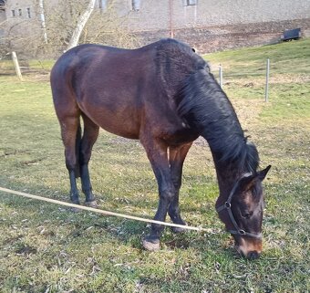 Čtyřletý valach připravený k obsednutí - 2