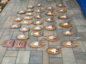 Srnční trofeje - 2