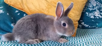 Zakrslý králík - 2