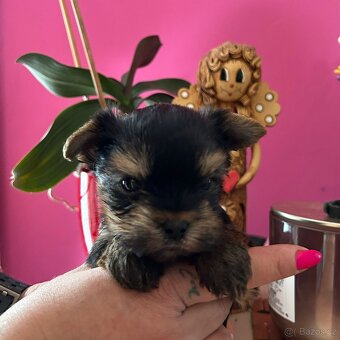 Jorkšířský teriér s PP - 2