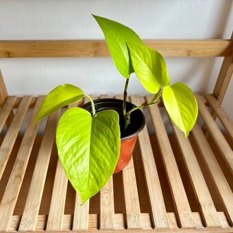 Epipremnum aureum Neon, Šplhavnice - 2
