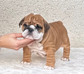 Anglicky Buldok, Bulldog,buldok s PP - 2