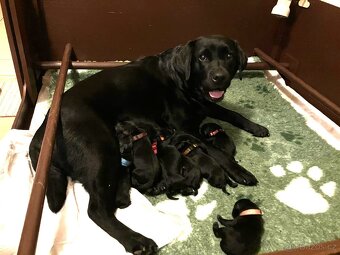 Štěňátka labradorský retriever s PP - labrador s PP - 2