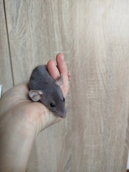 Potkan dumbo - 2