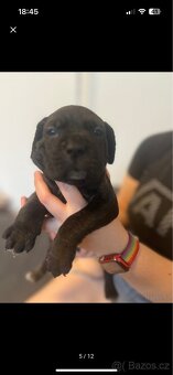 Štěně cane corso - 2