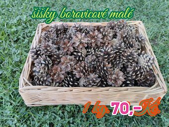 Borovicové šišky - 2