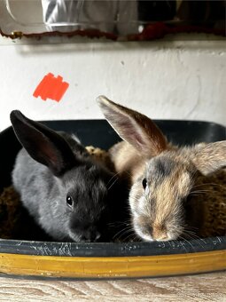 🐰✨ Roztomilý zakrslý beránek - 2
