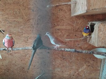 Holoubek diamantový - 2