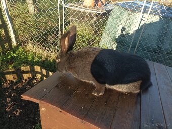 Králík na chov - 2