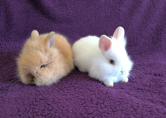 Zakrslý králíček lvíček - 2