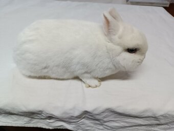 Zakrslý králík - 2