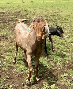 Anglonubijský Kozel 100% k připuštění - 2