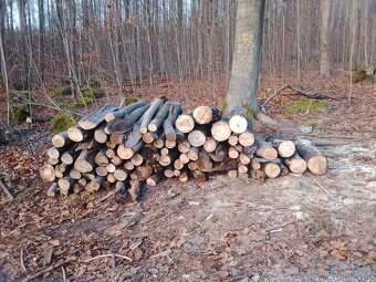 Palivové dřevo tvrdé - 2