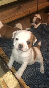 Stafordšírský bulteriér - 2