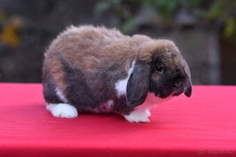 Králík vhodný na mazlíka i do chovu (s rodokmenem - 96b.) - 2