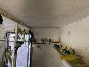 Kakariki červenočelý - 2