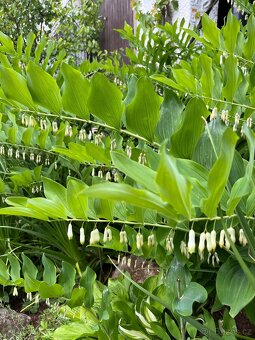 Kokořík mnohokvětý - trvalka - 2