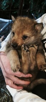 Československý vlčák - 2