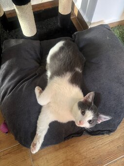 Hledáme domov pro kocourka - 2