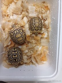 Želva pardálí - 2