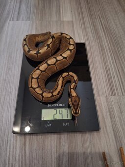 Krajta královská samička - 2