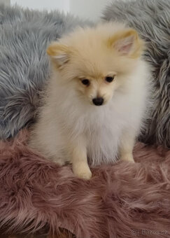 Pes pomeranian x trpasličí špic - 2