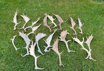 🦌 Dančí shozy + trofej s lebkou - 2