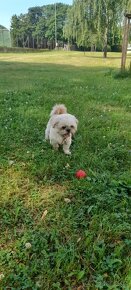 Shi-tzu pejsek ke krytí - 2