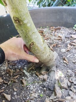 Tvarovaný strom, bonsai, niwaki, yamadori - 2