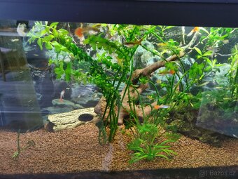 Akvarium 80x35x40 vybavené - 2