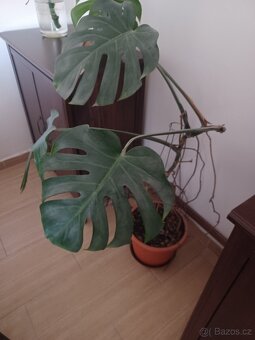 Prodám monsteru - 2