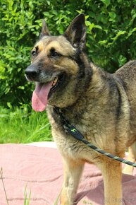 NEMESIS - 33 kg, kastrovaná fenečka 8 let - 2