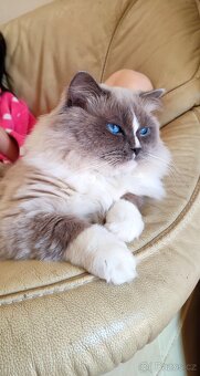 Ragdoll s necuchavou srstí - 2