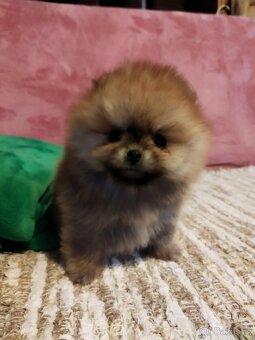 Pomeranian - 2