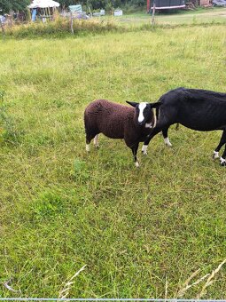 Zwartbles beranci - 2