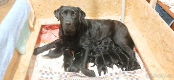 Labradorsky retriver s PP-šteňata - 2
