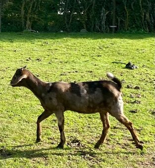 Anglonubijská kozička bez POP - 2