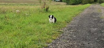 Border kolie s PP - 2