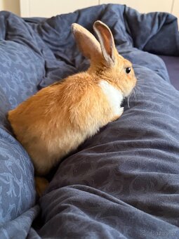 Zakrslý králík - 2