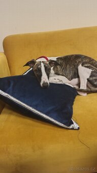 Chart angielski whippet FCI - 2