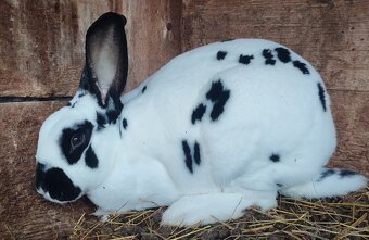 Černý a strakatý rex - 2