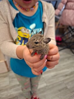 Osmák degu - 2