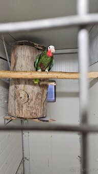 Amazoňan kubánský - 2