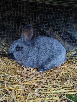 Králík - samice - 2