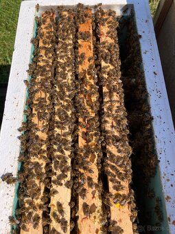 Včelí oddělky 2026 - 2