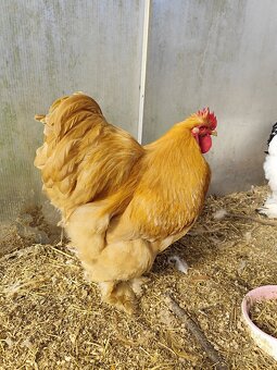 Kočinka žlutá velká - 2