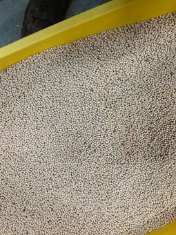 Vikev setá - jarní - 2