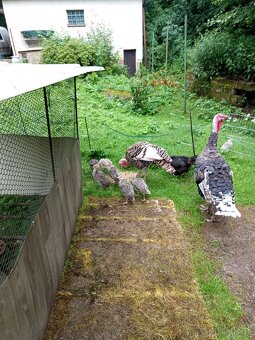 Krůťata - 2