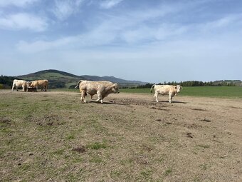 Býk plemenný charolais - 2