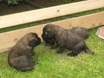 Leonberger - štěňata s PP - 2
